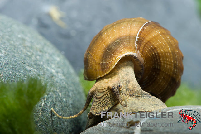 Herkules-Turmdeckelschnecke – Brotia herculea