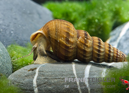 Herkules-Turmdeckelschnecke – Brotia herculea