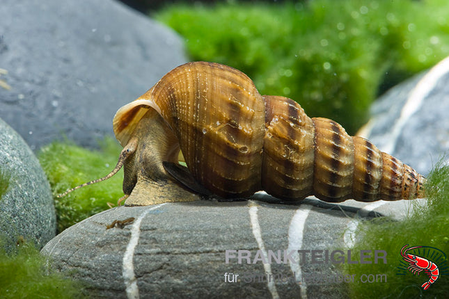 Herkules-Turmdeckelschnecke – Brotia herculea
