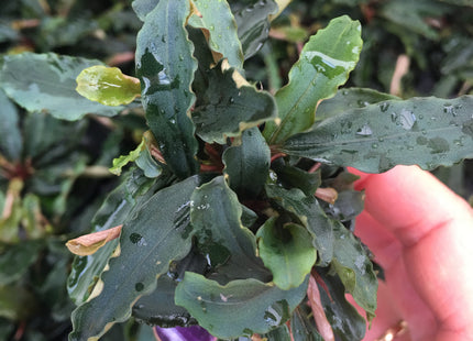 Bucephelandra Theia Red - Topf
