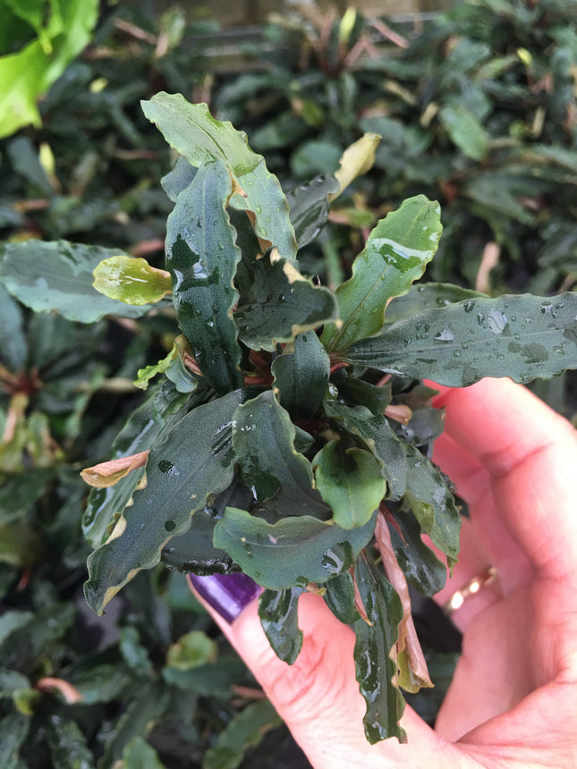 Bucephelandra Theia Red - Topf
