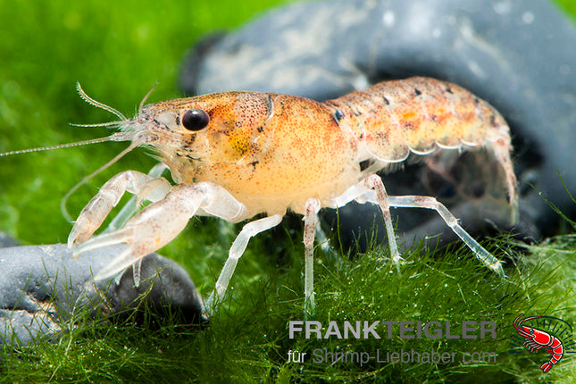 Zwergflusskrebs - DNZ