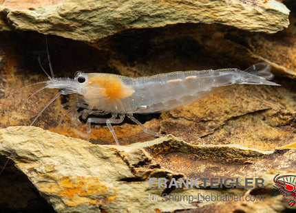 Amanogarnele "Snow" - DNZ