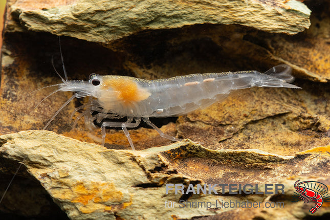 Amanogarnele "Snow" - DNZ