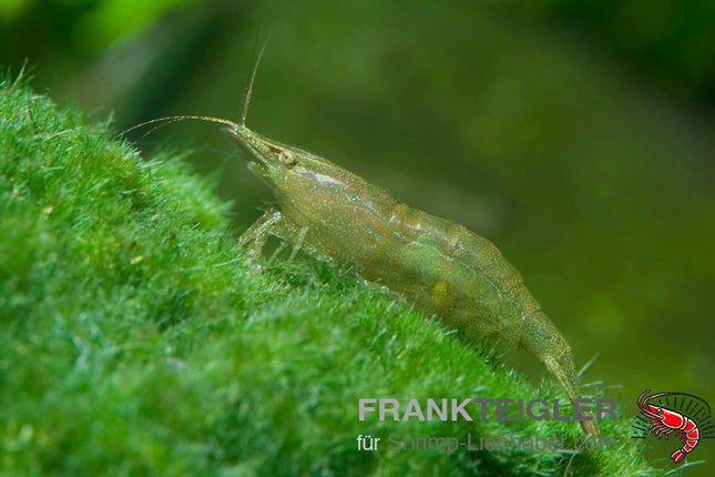 Giftgrüne Zwerggarnele - DNZ