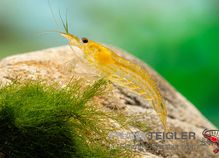 Amanogarnele "Yellow" - DNZ