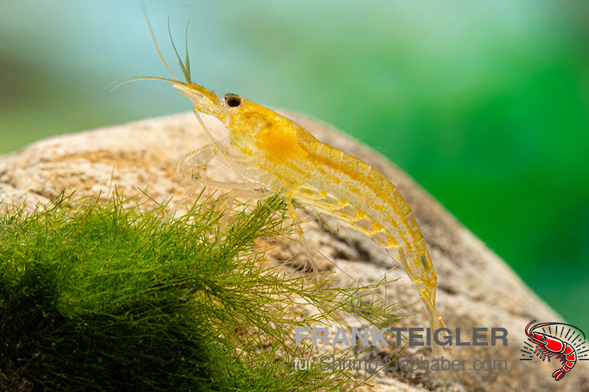 Amanogarnele "Yellow" - DNZ