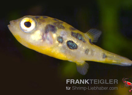 Erbsenkugelfisch – Carinotetraodon travancoricus