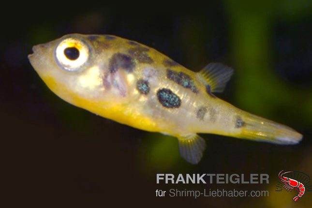 Erbsenkugelfisch – Carinotetraodon travancoricus