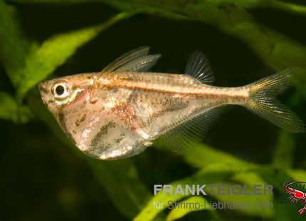 Marmorbeilbauch – Carnegiella strigata