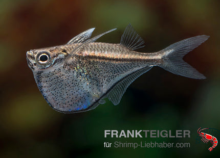 Zwergbeilbauch - Carnegiella marthae