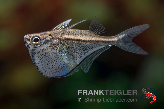 Zwergbeilbauch - Carnegiella marthae