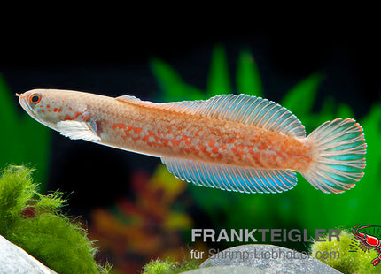 Channa andrao – Schlangenkopffisch – Auf Bestellung