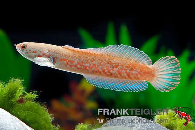 Channa andrao – Schlangenkopffisch – Auf Bestellung