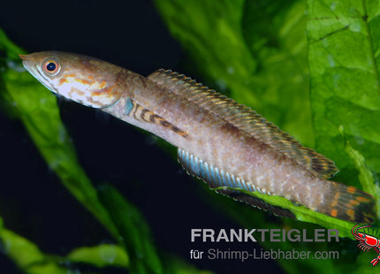 Channa bleheri – Schlangenkopffisch – Auf Bestellung