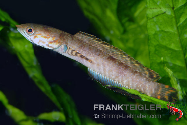 Channa bleheri – Schlangenkopffisch – Auf Bestellung