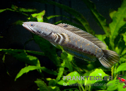 Channa pulchra – Schlangenkopffisch – Auf Bestellung