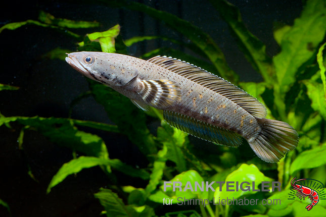 Channa pulchra – Schlangenkopffisch – Auf Bestellung