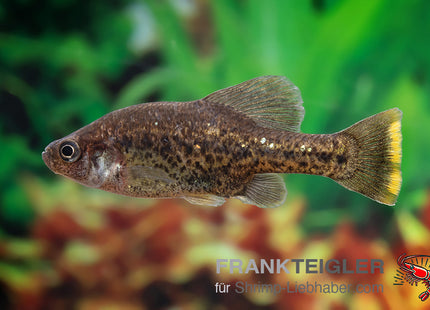 Chapalichthys pardalis – Pantherkärpfling – Auf Bestellung