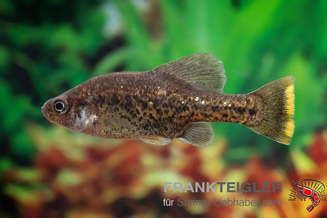 Chapalichthys pardalis – Pantherkärpfling – Auf Bestellung