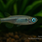 Leuchtaugenfisch
