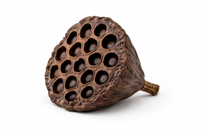 Lotusschote – 1 Stück