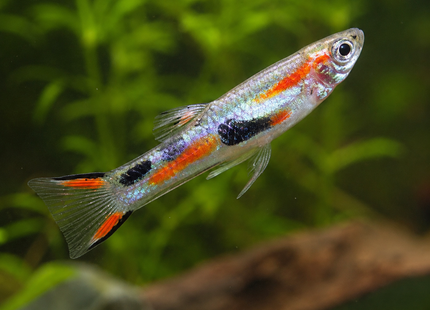 Poecilia wingei - Guppy Endler metallic silver red