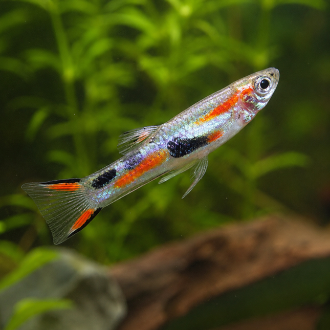 Poecilia wingei - Guppy Endler metallic silver red