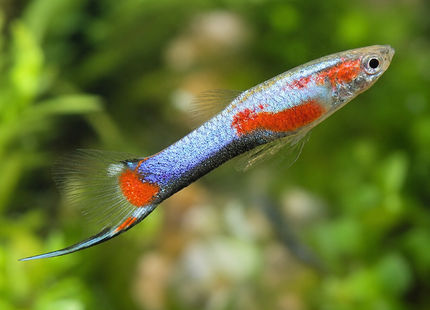 Poecilia wingei - Endler Guppy El silverado