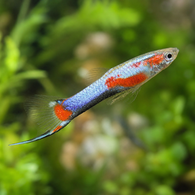 Poecilia wingei - Endler Guppy El silverado