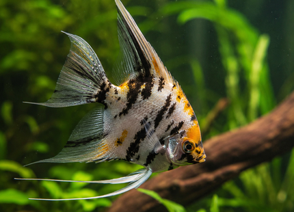 Pterophyllum scalare - Skalar Gemischte Farbformen