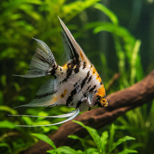 Pterophyllum scalare - Skalar Gemischte Farbformen