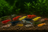 Neocaridina-Mix, 15er-Gruppe