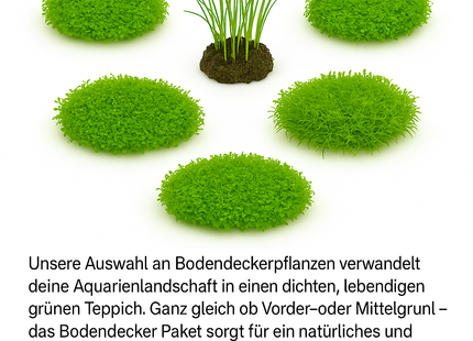 Bodendecker Paket – Grüner Teppich