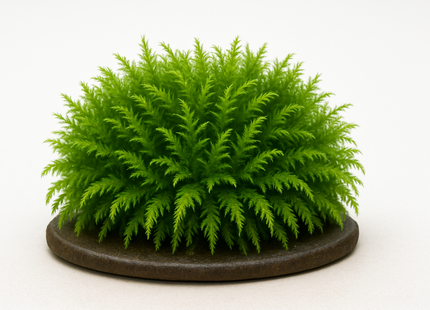 Fissidens fontanus "Phoenix Moss" - Portion