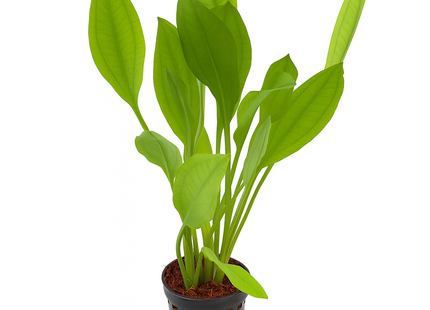 Echinodorus bleheri - Topf