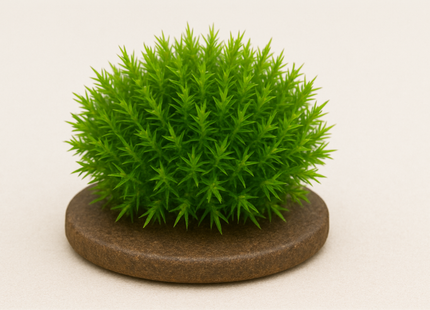 Taxiphyllum spec Spiky moss - Portion