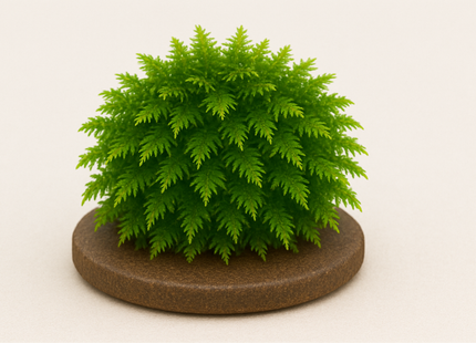 Vesicularia montagnei ''Christmas moss''