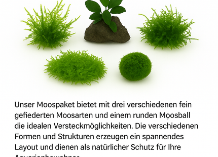 Moospaket – Moosige Verstecke