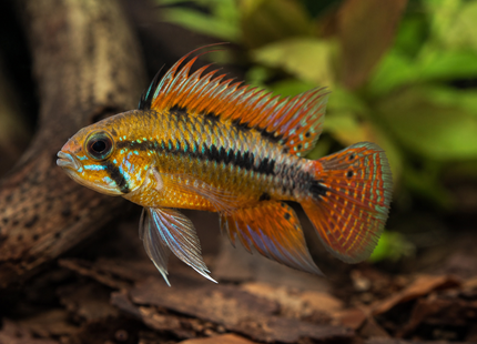 Apistogramma macmasteri - Villavicencio Zwergbuntbarsch