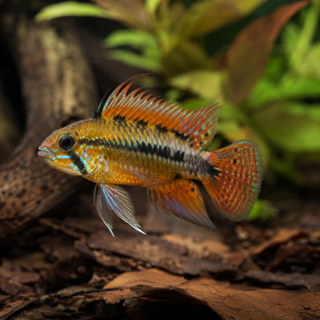 Apistogramma macmasteri - Villavicencio Zwergbuntbarsch
