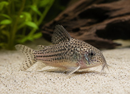 Corydoras punctatus - Gepunkteter Panzerwels