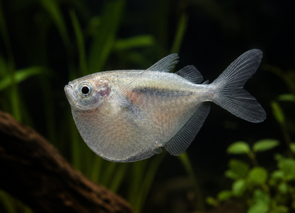Thoracocharax stellatus - Riesenbeilbauch