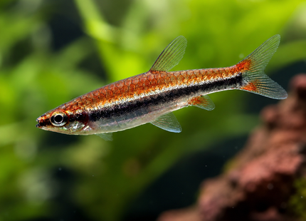 Nannostomus beckfordi -  Längsband Ziersalmler