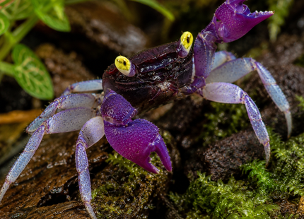 Geosesarma sp. - Vampir Krabbe ''Indigo Blue''