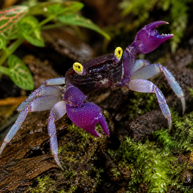 Geosesarma sp. - Vampir Krabbe ''Indigo Blue''