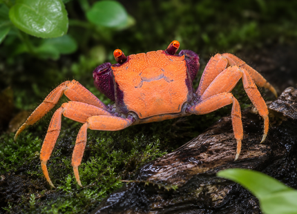 Geosesarma cf. tiomanicum - Vampir Krabbe ''Disco''