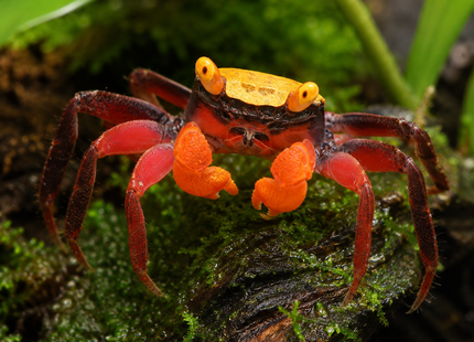 Geosesarma riani - Campir Krabbe ''Golden Top Super red''