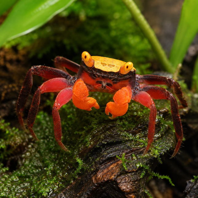 Geosesarma riani - Campir Krabbe ''Golden Top Super red''
