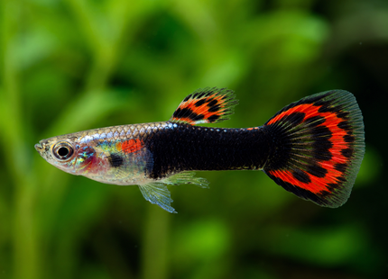 Poecilia wingei - Endler Guppy Japan red/black